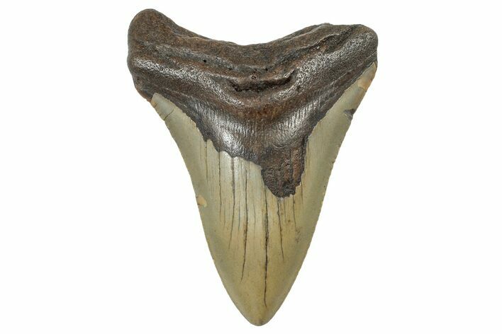 Serrated, Fossil Megalodon Tooth - North Carolina #298908